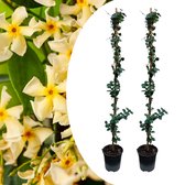 Plant in a Box - Trachelospermum jasminoides - Set van 2 - Jasmijn XL - Winterharde klimplant - Pot 17cm - Hoogte 110-120cm