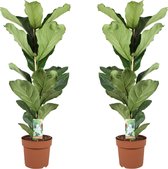 Plant in a Box - Ficus Lyrata - Set van 2 - Vioolbladplant - Tabaksplant - Groene kamerplant - Pot 21cm - Hoogte 70-90cm