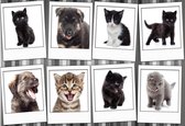 Fotobehang - Vlies Behang - Collage van Puppies en Kittens - Honden en Katten - 368 x 254 cm