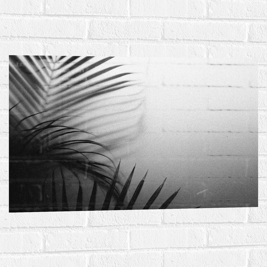 WallClassics - Muursticker - Feuilles étroites dans brume Witte - 75x50 cm Photo sur Muursticker