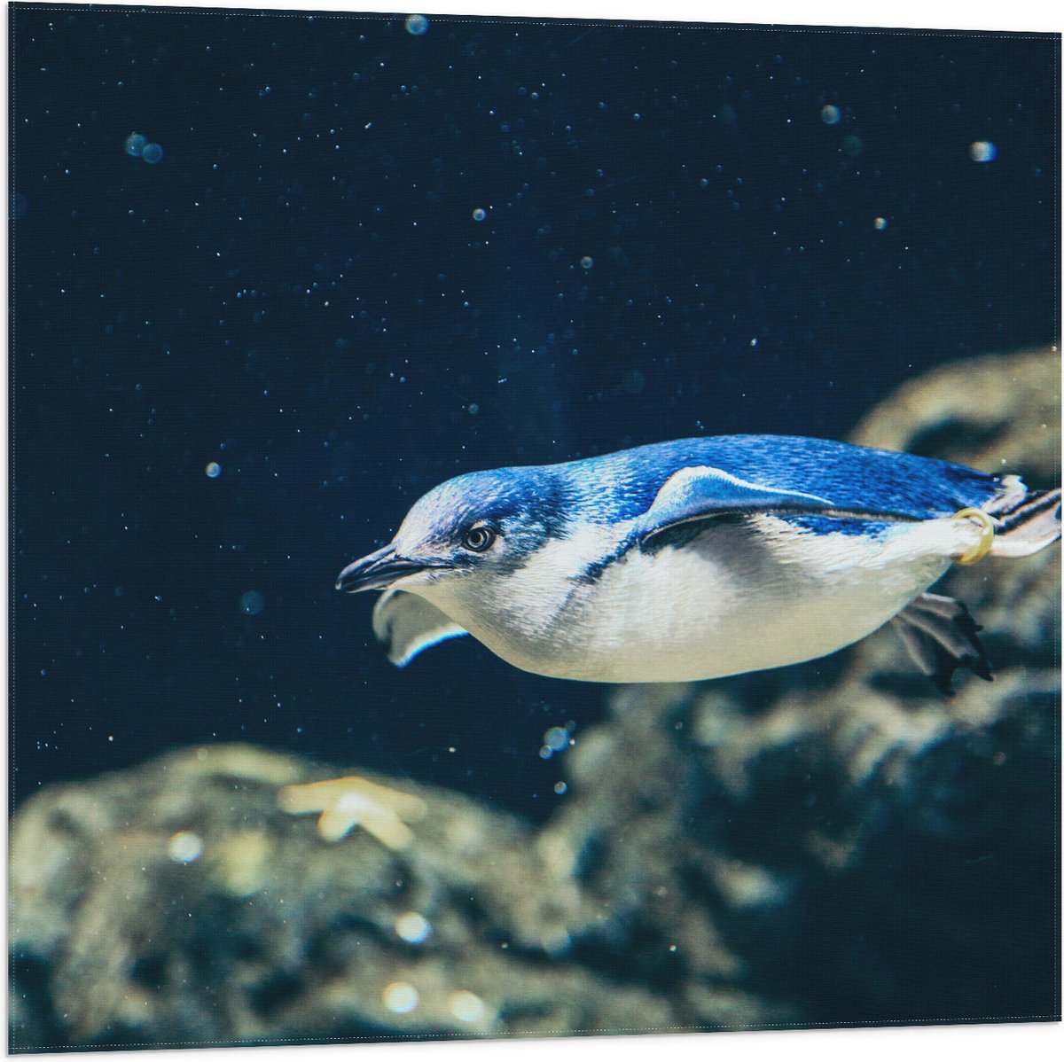 Vlag - Zwemmende Blauwe Pingïun door Aquarium - 80x80 cm Foto op Polyester Vlag