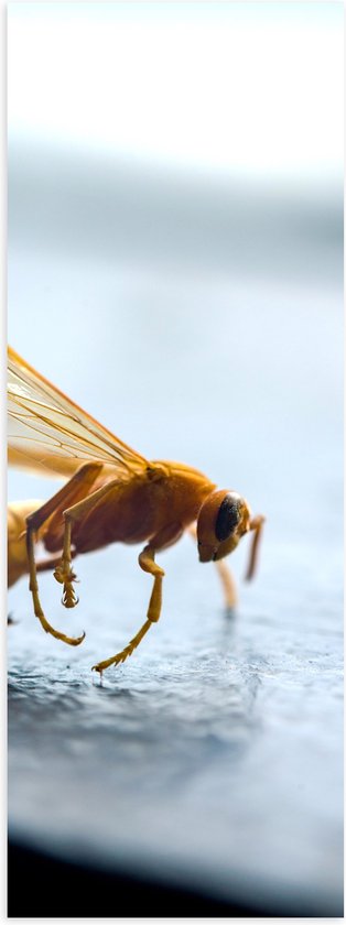 Poster (Mat) - Zijaanzicht van Geel Insect met Vleugels - 20x60 cm Foto op Posterpapier met een Matte look