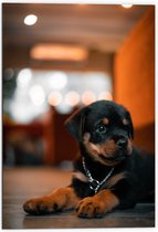 Dibond - Liggende Rottweiler Puppy met IJzeren Halsband - 70x105 cm Foto op Aluminium (Met Ophangsysteem)