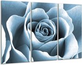 Glasschilderij Roos, Bloem - Blauw, Grijs - 120x80cm 3Luik - Foto Op Glas - Geen Acrylglas Schilderij - GroepArt 6000+ Glas Art Collectie - Maatwerk Mogelijk