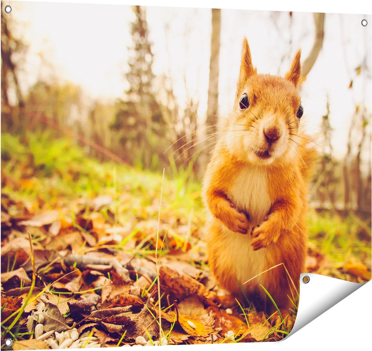Gards Tuinposter Eekhoorn in het Bos tijdens de Herfst - 100x80 cm - Tuindoek - Tuindecoratie - Wanddecoratie buiten - Tuinschilderij Multikleur