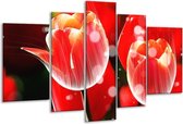 Glasschilderij Tulp - Rood, Wit - 170x100cm 5Luik - Foto Op Glas - Geen Acrylglas Schilderij - 6000+ Glasschilderijen Collectie - Wanddecoratie