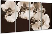 GroepArt - Glasschilderij - Orchidee - Sepia, Bruin - 160x80cm 4Luik - Foto Op Glas - Geen Acrylglas Schilderij - 6000+ Glasschilderijen Collectie - Wanddecoratie