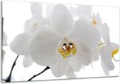 Peinture sur verre d'orchidée | Blanc, jaune, noir | 120x70cm 1Hatch | Tirage photo sur verre |  F000404