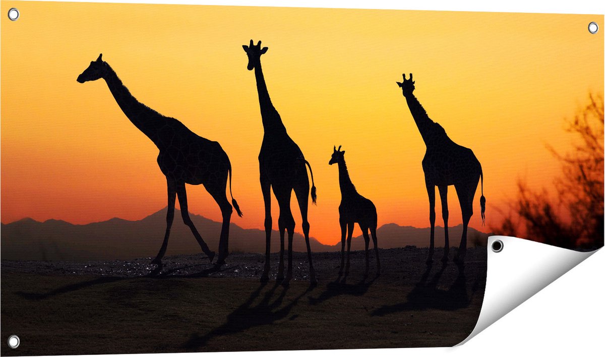 Gards Tuinposter Vier Giraffe Silhouetten bij Zonsondergang - 100x50 cm - Tuindoek - Tuindecoratie - Wanddecoratie buiten - Tuinschilderij Multikleur
