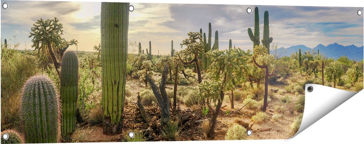 Gards Affiche de jardin Cactus Plantes à l'état sauvage - 90x120
