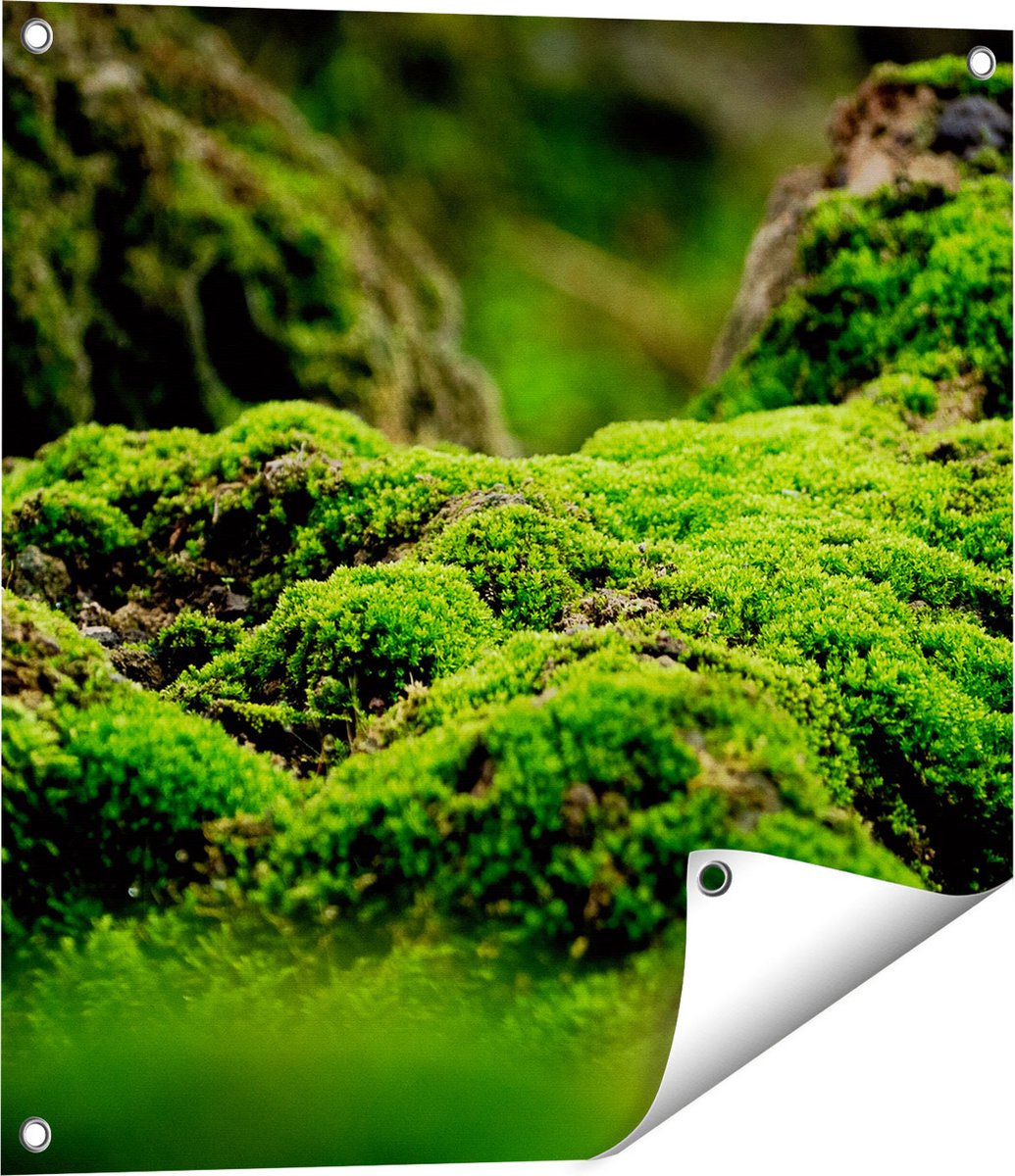 Gards Tuinposter Groen Mos - 60x60 cm - Tuindoek - Tuindecoratie - Wanddecoratie buiten - Tuinschilderij Multikleur