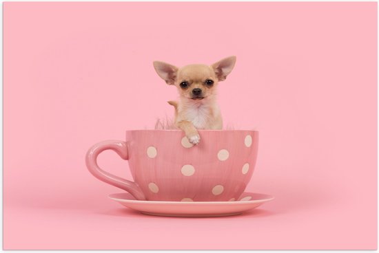 Poster (Mat) - Kleine Beige Chihuahua Hond in Roze Theekop op Roze Achtergrond - 75x50 cm Foto op Posterpapier met een Matte look