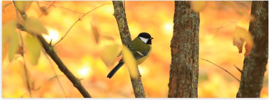 Poster Glanzend – Koolmees Vogel op Tak tussen de Gele Herfstbladeren - 60x20 cm Foto op Posterpapier met Glanzende Afwerking