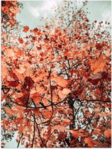 Poster Glanzend – Herstbladeren aan de Boom - 30x40 cm Foto op Posterpapier met Glanzende Afwerking