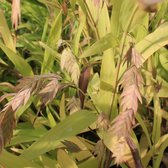 6x Plat arengras - Chasmanthium latifolium - Pot 9x9cm