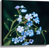 Canvas - Kleine Blauwe Bloemen - 60x60 cm Foto op Canvas Schilderij (Wanddecoratie op Canvas)