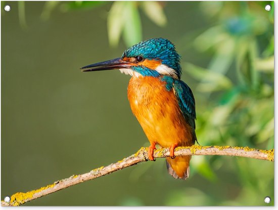 Tuindecoratie vogel - IJsvogel - Dieren - Natuur - 80x60 cm - Tuin - Schutting decoratie - Tuinposter - Schuttingdoek - Buitenposter - Tuinversiering - Balkon decoratie - Tuinschilderij - Tuindoek - Buitenposter