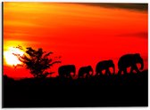 Dibond - Silhouet van Familie Olifanten Lopend over Afrikaans Landschap - 40x30 cm Foto op Aluminium (Met Ophangsysteem)