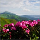 Poster (Mat) - Roze Bloemenstruik met Uitzicht over Berggebied - 80x80 cm Foto op Posterpapier met een Matte look