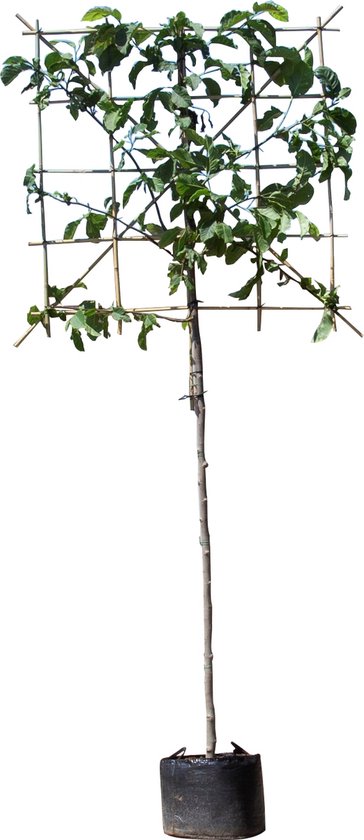 Beverboom leiboom 180 cm Magnolia Kobus 300 cm