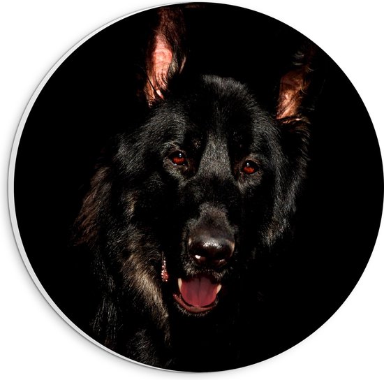 PVC Schuimplaat Muurcirkel - Zwarte Hond met Gespitse Oren tegen Zwarte Achtergrond - 20x20 cm Foto op Muurcirkel (met ophangsysteem)