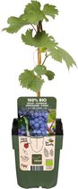 Hello Plants Vitis Vinifera Boskoop Glory Blauwe Druiven - Druivenstruik - Ø 13 cm - Hoogte: 45 cm