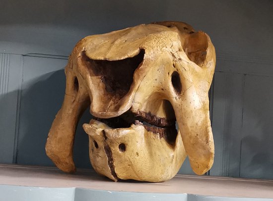 Preparatenshop cast replica schedel prehistorische Glyptodon