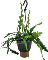 Plant in a Box - Epiphyllum Anguliger - Zaagcactus - Succulent hangplant - Bloeiende Cactus - Pot 15cm - Hoogte 30-40cm