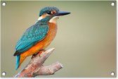 Tuinposter - Vogels - IJsvogel - Takken - Bomen - Blauw - Oranje - 60x40 cm - Wanddecoratie buiten - Schuttingposter - Tuindecoratie - Tuindoek - Buitenposter