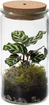 Bol.com Ecosysteem plant met lamp - Ecoworld Tropical Weck Glas met Lamp + 1 Terrarium plant Gekleurde kamerplant - Ø 105 cm - H... aanbieding
