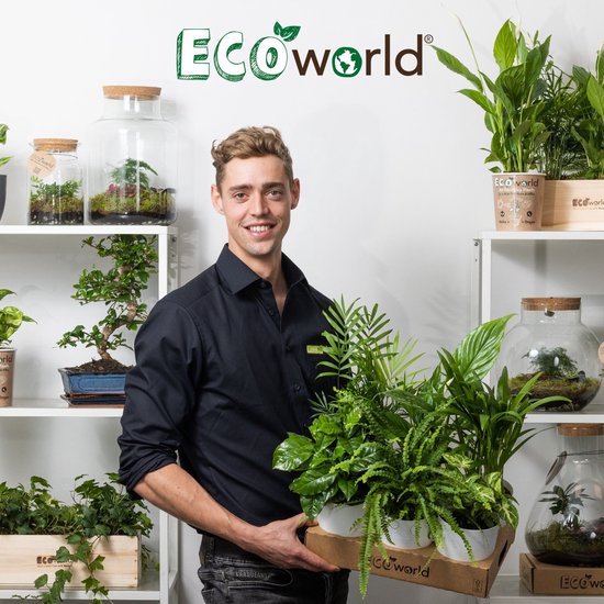 Vloeibare Plantenvoeding voor Kamerplanten