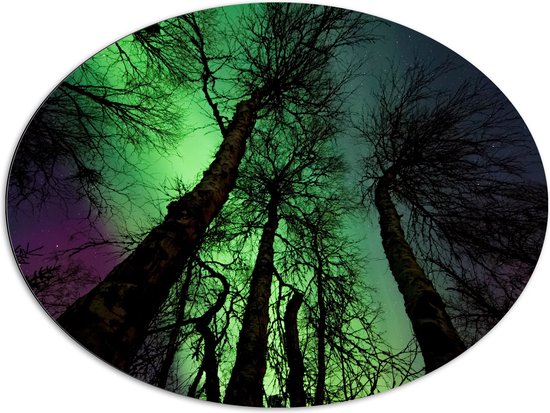 Dibond Ovaal - Noorderlicht Boven Hoge Smalle Kale Bomen - 96x72 cm Foto op Ovaal (Met Ophangsysteem)