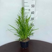 Liatris spicata 'Kobold' C2 cm