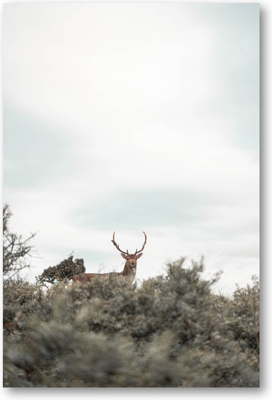 Cerf - Photo Sur Toile 60x90