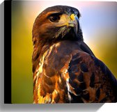 Canvas - Poserende Roodstaartbuizerd Vogel - 30x30 cm Foto op Canvas Schilderij (Wanddecoratie op Canvas)
