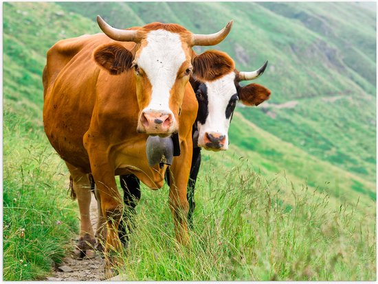 Poster (Mat) - Twee Koeien met Horens in Begroeid Landschap - 40x30 cm Foto op Posterpapier met een Matte look