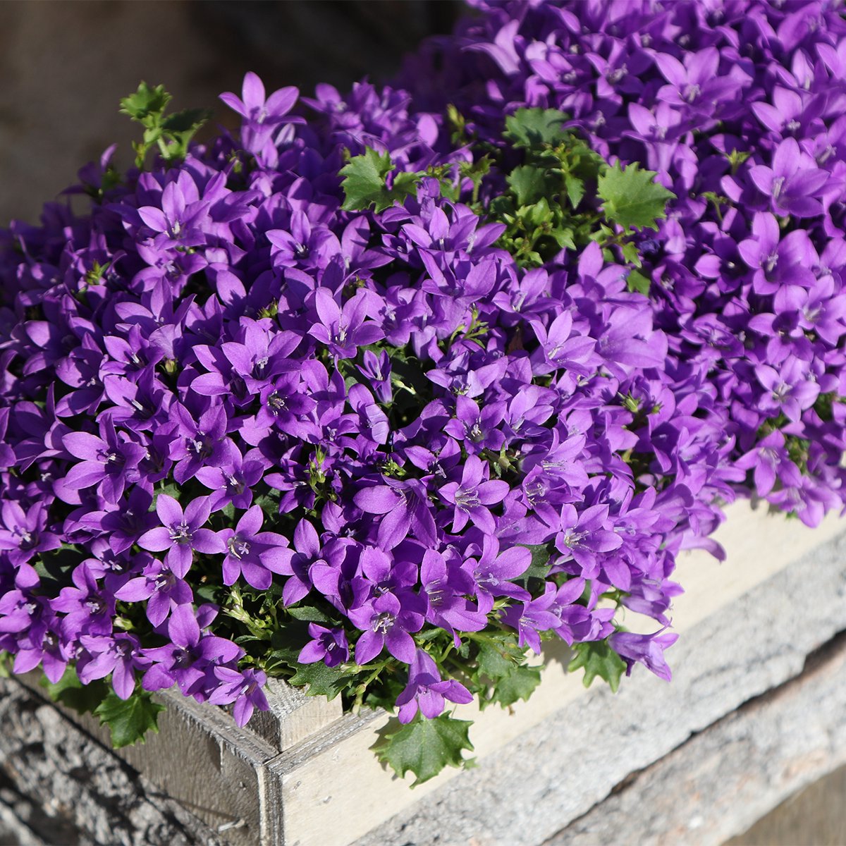 Campanula Addenda Ambella Intense purple Houten schaal met 2
