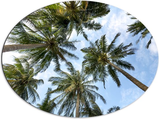 WallClassics - Dibond Ovaal - Onderaanzicht van Hoge Groene Palmbomen - 80x60 cm Foto op Ovaal (Met Ophangsysteem)