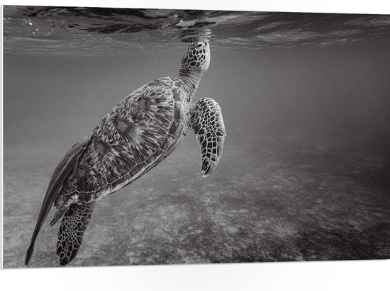WallClassics - PVC Schuimplaat - Zeeschildpad Zwemmend naar Wateroppervlak (Zwart- wit) - 105x70 cm Foto op PVC Schuimplaat (Met Ophangsysteem)