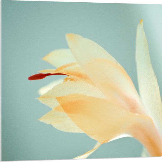 WallClassics - Acrylglas - Close-up van Klein Bloempje - 80x80 cm Foto op Acrylglas (Met Ophangsysteem)