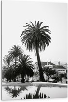 WallClassics - Dibond - Palmbomen in Amerikaanse Buurt (Zwart- wit) - 80x120 cm Foto op Aluminium (Met Ophangsysteem)