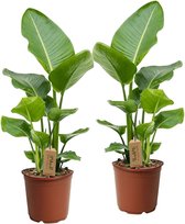 Plant in a Box - Strelitzia Nicolai - Set van 2 - Paradijsvogelbloem - Paradijsvogelplant - Groene kamerplant - Pot 17cm - Hoogte 55-70cm