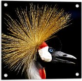 WallClassics - Tuinposter – Zijaanzicht van Kraanvogels op Zwarte Achtergrond - 50x50 cm Foto op Tuinposter (wanddecoratie voor buiten en binnen)