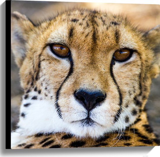 Canvas - Close-up van Kop van Jaguar - 60x60 cm Foto op Canvas Schilderij (Wanddecoratie op Canvas)