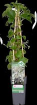 Hello Plants Hydrangea Petiolaris Klimhortensia - Ø 15 cm - Hoogte: 65 cm