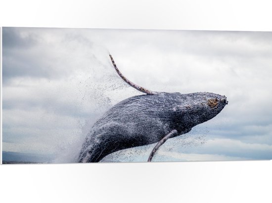 PVC Schuimplaat - Springende Walvis uit Zee op Bewolkte Dag - 100x50 cm Foto op PVC Schuimplaat (Met Ophangsysteem)