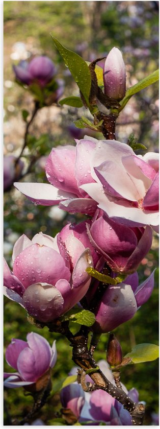 Poster Glanzend – Roze Magnolia Bloemen aan Struik in het Veld - 30x90 cm Foto op Posterpapier met Glanzende Afwerking