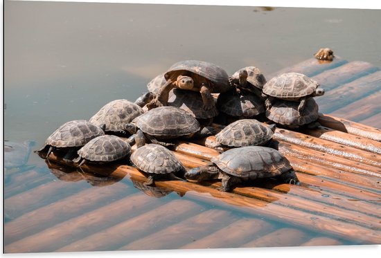 Dibond - Grote Groep Kleine Schildpadden op Vlonder - 105x70 cm Foto op Aluminium (Met Ophangsysteem)