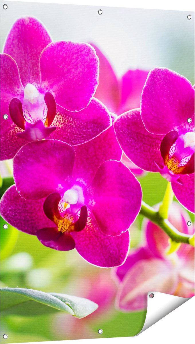 Gards Tuinposter Roze Orchidee Bloemen - 80x120 cm - Tuindoek - Tuindecoratie - Wanddecoratie buiten - Tuinschilderij Multikleur