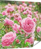 Gards Tuinposter Roze Rozen Bloemenveld - 110x110 cm - Tuindoek - Tuindecoratie - Wanddecoratie buiten - Tuinschilderij